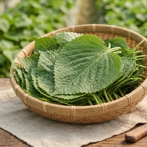 운봉 솔바람 정성 깻잎